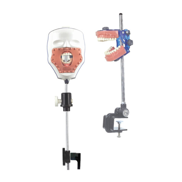 Dental Study Model - Plastic Head