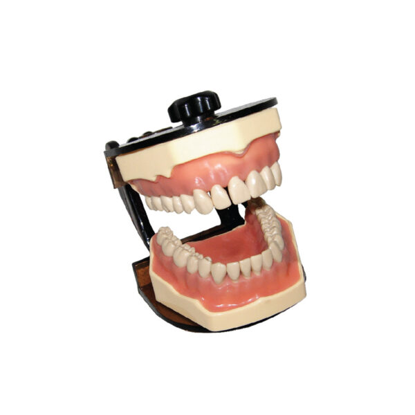 Jaw Set With Plastic Articulator