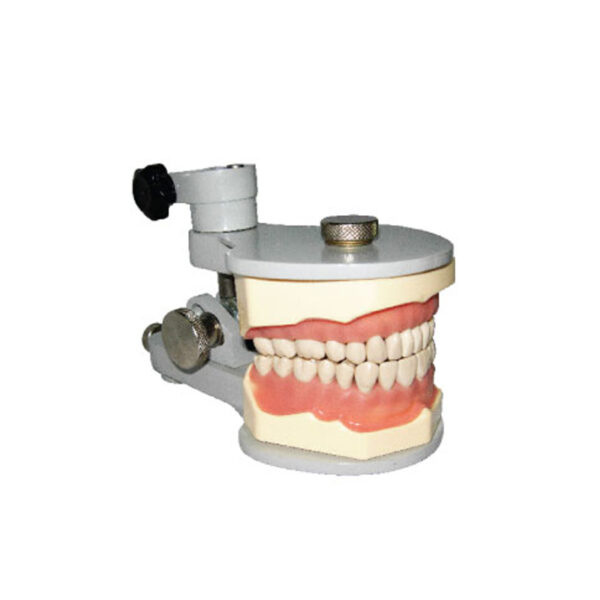 Jaw Set With Metal Articulator